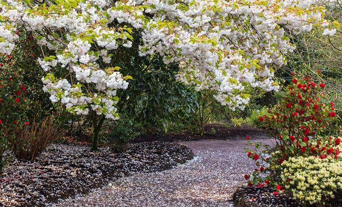 Cherry Blossom in the Asiatic Garden